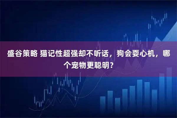 盛谷策略 猫记性超强却不听话，狗会耍心机，哪个宠物更聪明？